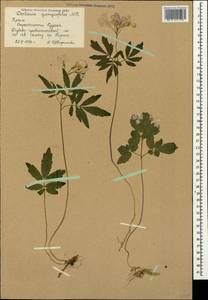 Cardamine quinquefolia (M. Bieb.) Schmalh., Crimea (KRYM) (Russia)