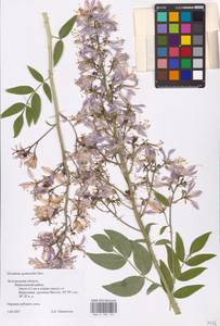 Dictamnus albus L., Eastern Europe, Central forest-and-steppe region (E6) (Russia)