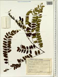 Cassia roxburghii DC., South Asia, South Asia (Asia outside ex-Soviet states and Mongolia) (ASIA) (India)