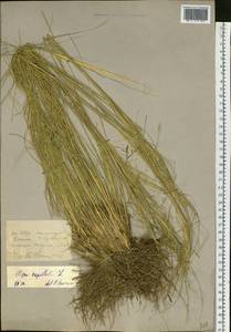 Stipa capillata L., Siberia, Western (Kazakhstan) Altai Mountains (S2a) (Kazakhstan)