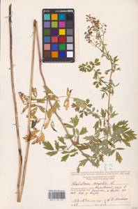 Thalictrum simplex L., Eastern Europe, Central region (E4) (Russia)