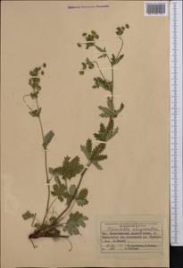 Potentilla chrysantha, Middle Asia, Muyunkumy, Balkhash & Betpak-Dala (M9) (Kazakhstan)