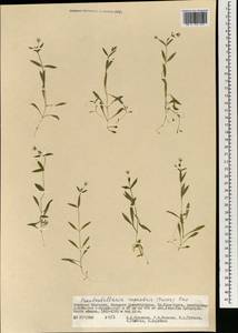 Pseudostellaria rupestris (Turcz.) Pax, Mongolia (MONG) (Mongolia)