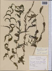 Potamogeton richardsonii (A.Benn.) Rydb., America (AMER) (United States)