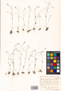 Arabidopsis thaliana (L.) Heynh., Eastern Europe, Moscow region (E4a) (Russia)