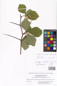 Crataegus succulenta Schrad. ex Link, Eastern Europe, Moscow region (E4a) (Russia)