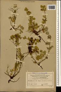 Potentilla pedata Willd., Caucasus, Georgia (K4) (Georgia)