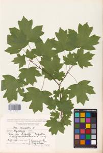 Acer campestre L., Eastern Europe, Central region (E4) (Russia)