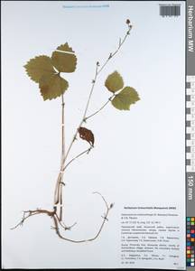 Halosciastrum melanotilingia (H. Boissieu) Pimenov & V. N. Tikhom., Siberia, Russian Far East (S6) (Russia)