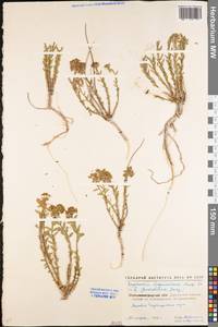 Euphorbia seguieriana Neck., Eastern Europe, North Ukrainian region (E11) (Ukraine)