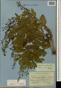 Scrophularia variegata subsp. rupestris (M. Bieb. ex Willd.) Grau, Caucasus, Black Sea Shore (from Novorossiysk to Adler) (K3) (Russia)