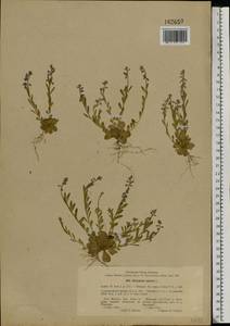 Polygala amarella, Eastern Europe, Moscow region (E4a) (Russia)