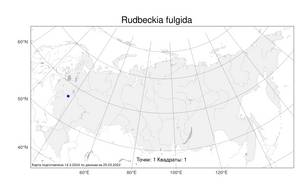 Rudbeckia fulgida Aiton, Atlas of the Russian Flora (FLORUS) (Russia)