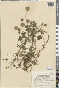 Trifolium fragiferum L., Eastern Europe, Lower Volga region (E9) (Russia)