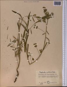 Euphorbia uralensis Fisch. ex Link, Middle Asia, Northern & Central Kazakhstan (M10) (Kazakhstan)
