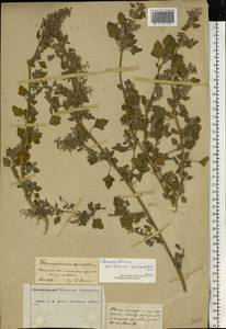 Chenopodium opulifolium Schrad., Eastern Europe, Central forest-and-steppe region (E6) (Russia)
