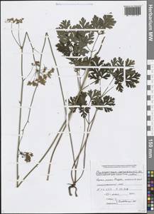Physospermum cornubiense (L.) DC., Caucasus, Black Sea Shore (from Novorossiysk to Adler) (K3) (Russia)
