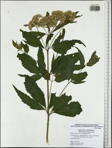 Eupatorium cannabinum L., Eastern Europe, Central region (E4) (Russia)