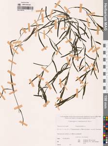 Potamogeton maackianus A.Benn., Siberia, Russian Far East (S6) (Russia)