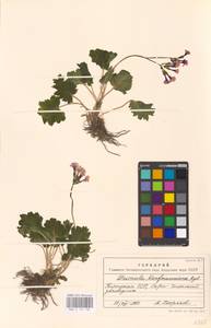 Primula kaufmanniana Regel, Middle Asia, Middle Asia (no precise locality) (M0)