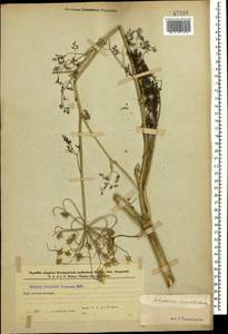 Astrodaucus orientalis (L.) Drude, Caucasus, Azerbaijan (K6) (Azerbaijan)
