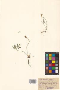 Viola multifida Willd. ex Roem. & Schult., Siberia, Russian Far East (S6) (Russia)