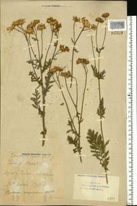 Tanacetum corymbosum subsp. corymbosum, Eastern Europe, Eastern region (E10) (Russia)