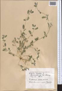 Tribulus terrestris L., Middle Asia, Caspian Ustyurt & Northern Aralia (M8) (Kazakhstan)