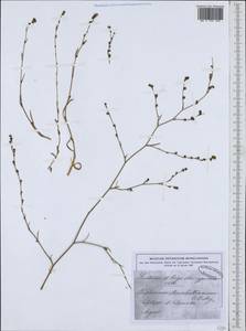 Bupleurum marschallianum C. A. Mey., South Asia, South Asia (Asia outside ex-Soviet states and Mongolia) (ASIA) (Cyprus)