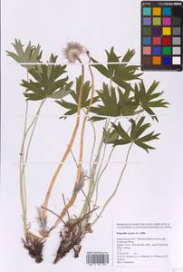 Pulsatilla patens (L.) Mill., Eastern Europe, Lower Volga region (E9) (Russia)