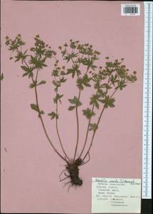 Potentilla erecta (L.) Raeusch., Eastern Europe, Central region (E4) (Russia)