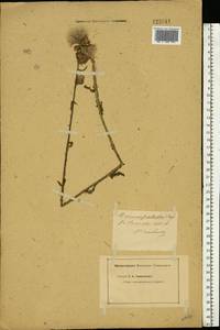 Cirsium palustre (L.) Scop., Eastern Europe, Central forest region (E5) (Russia)