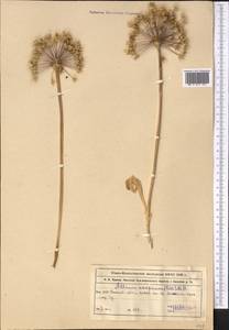 Allium caspium (Pall.) M.Bieb., Middle Asia, Muyunkumy, Balkhash & Betpak-Dala (M9) (Kazakhstan)