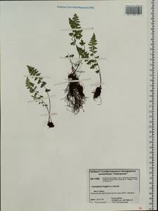 Cystopteris fragilis (L.) Bernh., Siberia, Central Siberia (S3) (Russia)