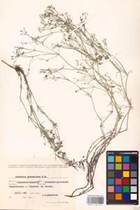 Cynanchica graveolens (M.Bieb. ex Schult. & Schult.f.) P.Caputo & Del Guacchio, Eastern Europe, North Ukrainian region (E11) (Ukraine)