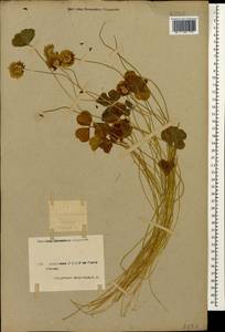 Trifolium repens L., Caucasus, Armenia (K5) (Armenia)