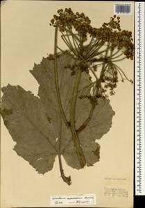 Heracleum antasiaticum Manden., South Asia, South Asia (Asia outside ex-Soviet states and Mongolia) (ASIA) (Turkey)