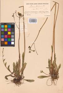 Pilosella piloselloides subsp. praealta (Gochnat) S. Bräut. & Greuter, Eastern Europe, North-Western region (E2) (Russia)