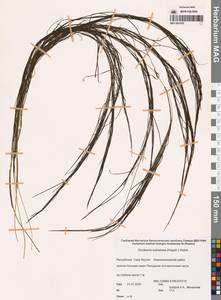 Stuckenia vaginata (Magnin) Holub, Siberia, Yakutia (S5) (Russia)