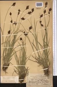 Carex popovii V.I.Krecz., Middle Asia, Western Tian Shan & Karatau (M3) (Kazakhstan)