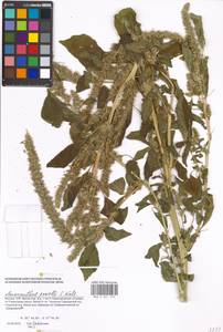 Amaranthus powellii S. Watson, Eastern Europe, Moscow region (E4a) (Russia)