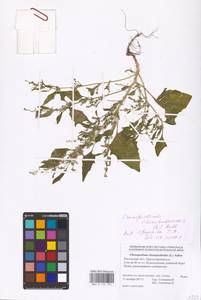 Oxybasis chenopodioides (L.) S. Fuentes, Uotila & Borsch, Eastern Europe, Rostov Oblast (E12a) (Russia)
