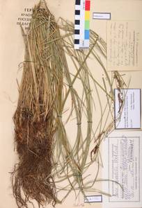 Carex aquatilis Wahlenb., Siberia, Central Siberia (S3) (Russia)