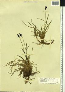 Carex bigelowii Torr. ex Schwein., Siberia, Baikal & Transbaikal region (S4) (Russia)