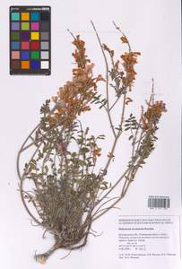 Hedysarum ucrainicum Kaschm., Eastern Europe, Central forest-and-steppe region (E6) (Russia)