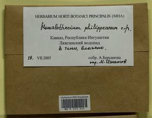 Homalothecium philippeanum (Spruce) Schimp., Bryophytes, Bryophytes - North Caucasus & Ciscaucasia (B12) (Russia)
