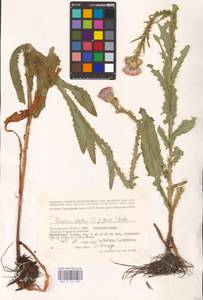 Cirsium alatum (S. G. Gmel.) Bobrov, Eastern Europe, Lower Volga region (E9) (Russia)