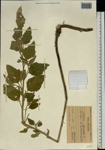 Althaea officinalis L., Eastern Europe, Moldova (E13a) (Moldova)