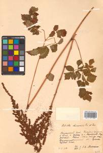 Astilbe rubra Hook. fil. & Thomson, Siberia, Russian Far East (S6) (Russia)