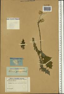 Carduus pycnocephalus L., Eastern Europe, South Ukrainian region (E12) (Ukraine)